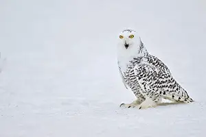 Captive Animal Prints: Snowy owl in the snow (Bubo scandiacus) captive, Czech Republic, Europe