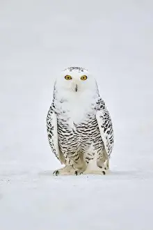 Owls Prints: Snowy owl in the snow (Bubo scandiacus) captive, Czech Republic, Europe
