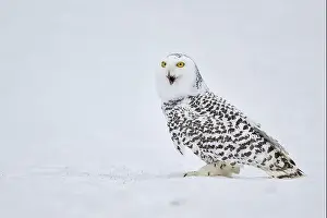 Owls Prints: Snowy owl in the snow (Bubo scandiacus) captive, Czech Republic, Europe