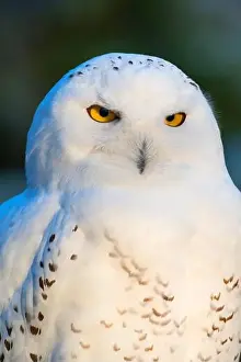 Wild Fauna Prints: Snowy Owl (Strix scandiaca, Nyctea scandiaca, Bubo scandiacus), portrait