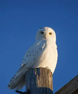 Snowy Owl Winter