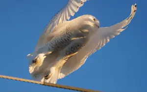 Snowy Owl Prints: Snowy Owl Winter