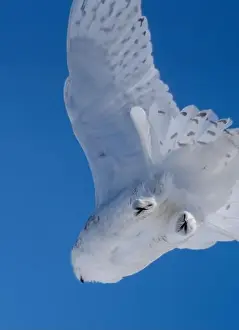 Snowy Owl Prints: Snowy Owl Winter