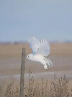 Snowy Owl Prints: Snowy Owl Winter