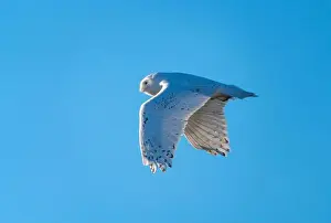 Snowy Owl Prints: Snowy Owl Winter