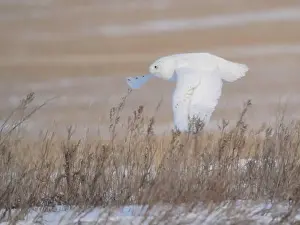 Snowy Owl Prints: Snowy Owl Winter