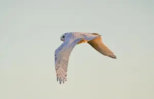 Snowy Owl Prints: Snowy Owl Winter