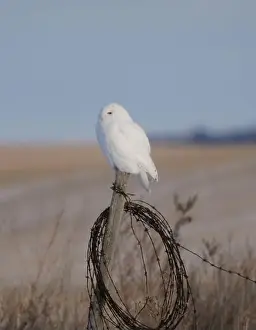 Snowy Owl Prints: Snowy Owl Winter