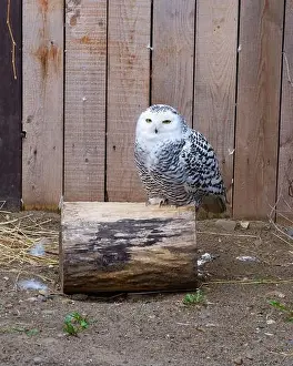 Snowy Owl Prints: Snowy Owl in the zoo. It inhabits the Arctic tundra and other cold regions of North America and Europe