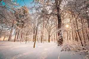 Snowy winter landscape panorama with dreamy sunlight. Idyllic winter nature, adventure and freedom scenic. Amazing seasonal landscape, forest path