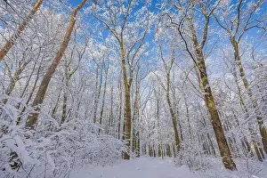 Snowy winter landscape panorama with dreamy sunlight. Idyllic winter nature, adventure and freedom scenic. Amazing seasonal landscape, forest path