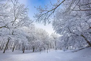 Snowy winter landscape panorama with dreamy sunlight. Idyllic winter nature, adventure and freedom scenic. Amazing seasonal landscape, forest path