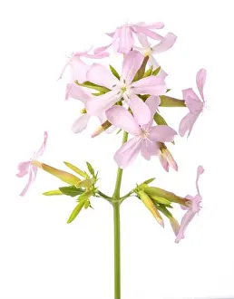 Buds Prints: Soapwort ( Saponaria officinalis) isolated on white background