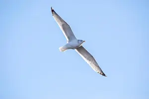 Soaring Prints: Soaring seagull with spread wings