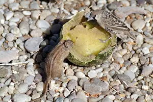 Weaver Prints: A Sociable Weaver bird sharing with a striped mouse a Tsamma melon