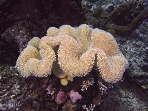 Light Coloured Prints: Soft beige coral, mushroom leather coral (Sarcophyton glaucum)