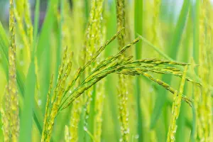 Water Blue Prints: The soft blurred and soft focus of surface texture pollen of paddy rice