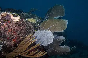 Dominican Republic Prints: Soft coral in the Caribbean Sea