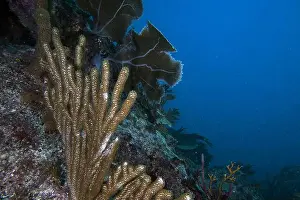 Dominican Republic Prints: Soft coral in the Caribbean Sea