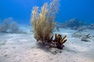 Florida Keys Prints: Soft coral on Champagne Reef near Roseau, Dominica