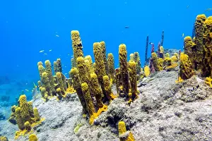 Florida Keys Prints: Soft coral on Champagne Reef near Roseau, Dominica
