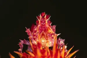 Decapoda Prints: A soft coral crab, sometimes known as a candy crab