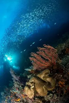 Raja Ampat Prints: Soft coral and gorgonian sea fan with sunlight filtering through as a school of sardines swims by