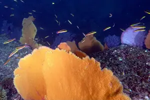 Dive Site Prints: Soft coral in the Pacific Ocean at Baja California Sur, Mexico