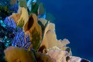 Dive Site Prints: Soft coral in the Pacific Ocean at Baja California Sur, Mexico