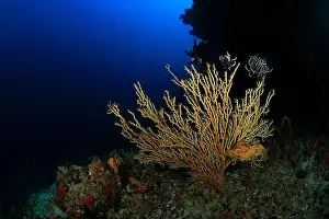 Immersion Prints: Soft coral of yellow tones in reef with the blue of the ocean in the background