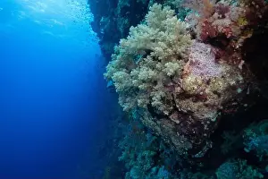 Underwater Photograph Prints: Soft corals on Elphinstone Reef in Red Sea near Marsa Alam, Egypt