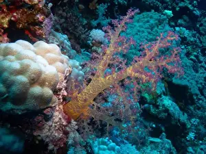 Underwater Photograph Prints: Soft corals on Elphinstone Reef in Red Sea near Marsa Alam, Egypt