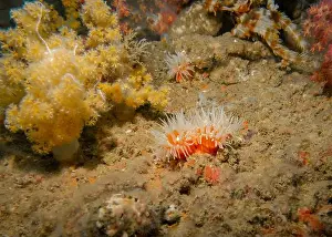 Thickets Prints: Soft corals at the bottom of the Gulf of Oman in Fujairah, United Arab Emirates