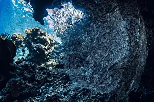 Soft Coral Prints: Soft corals underwater in deep ocean on Bali. Coral reef garden