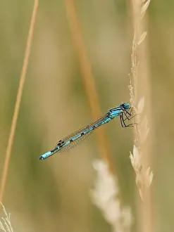 Dragonfly Prints: A soft, summery portrait of a common blue damselfly perched on a feathery grass stem as it sways in a gentle breeze