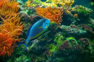 Coralfish Prints: Sohal surgeonfish [Acanthurus sohal] of family Acanthuridae from Red Sea in Egypt