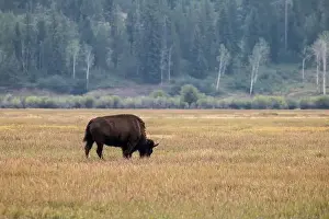 Yellowstone National Park Prints: A Solitary Bison in Grand Teton National Park