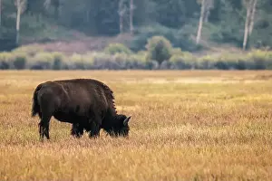 Yellowstone National Park Prints: A Solitary Bison in Grand Teton National Park