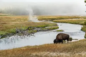 Hot Spring Prints: Solitary bison grazing in the wild near the shore of Firehole River in the Upper Geyser Basin of Yellowstone National