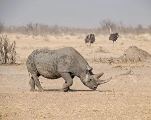 Big Five Prints: A solitary Black Rhino in Namibian savanna