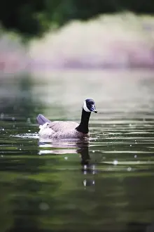 Gliding Prints: A solitary Canada Goose effortlessly gliding across a calm lake with a peaceful and natural backdrop