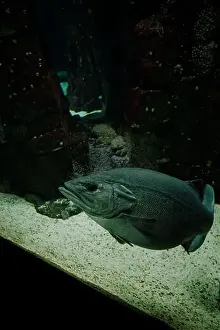 Underwater Scene Prints: A solitary fish glides effortlessly near the sandy floor of the Lisbon Oceanarium