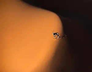 Namib Prints: Solitary oryx standing on a sand dune in Sossusvlei desert during sunset on the edge of shadowy and light sand