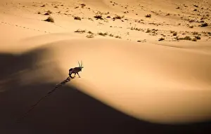 Namib Prints: Solitary oryx standing on a sand dune in Sossusvlei desert during sunset on the edge of shadowy and light sand