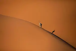 Namib Prints: Solitary oryx standing on a sand dune in Sossusvlei desert during sunset on the edge of shadowy and light sand