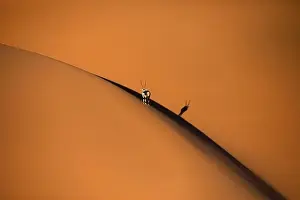 Namib Prints: Solitary oryx standing on a sand dune in Sossusvlei desert during sunset on the edge of shadowy and light sand