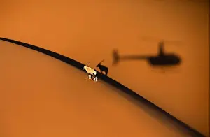 Namib Prints: Solitary oryx standing on a sand dune in Sossusvlei desert during sunset with the shadow of a helicopter showing next