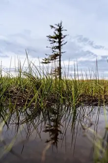 Outdoor Recreation Prints: A solitary pine tree stands in a marshy landscape