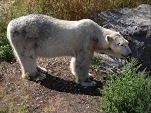 Confined Prints: Solitary Polar Bear Gazing Out from Its Habitat