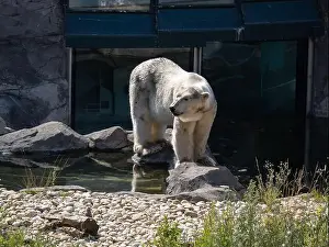 Confined Prints: Solitary Polar Bear Gazing Out from Its Habitat